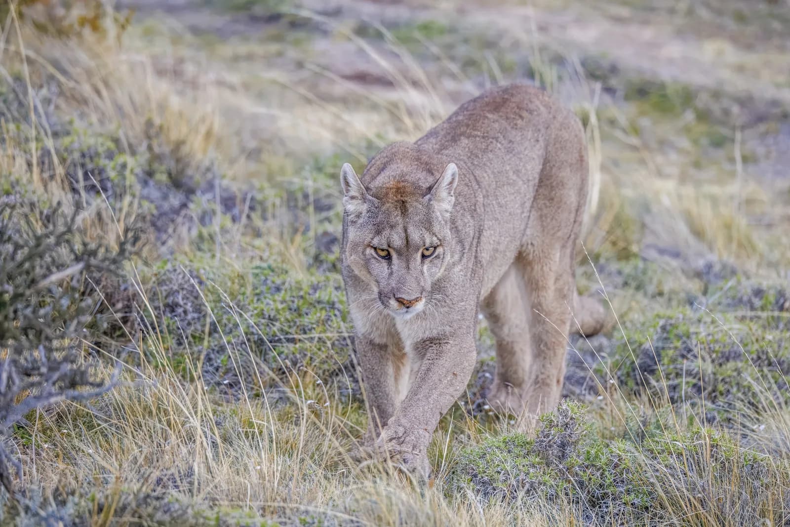 Passeios de Observação de Pumas